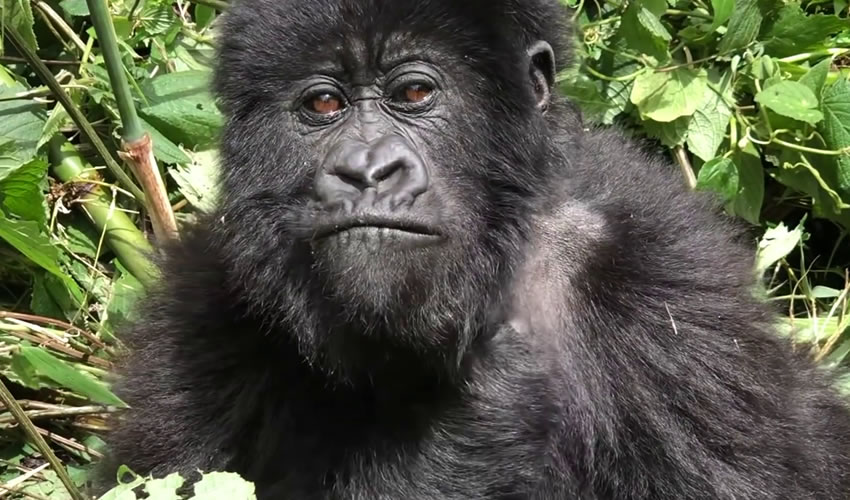 Uganda Beyond Mountain Gorillas.