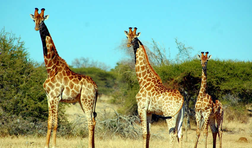 2 Days Akagera National Park Tour