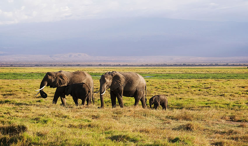 3 Days Amboseli and Tsavo East Tour