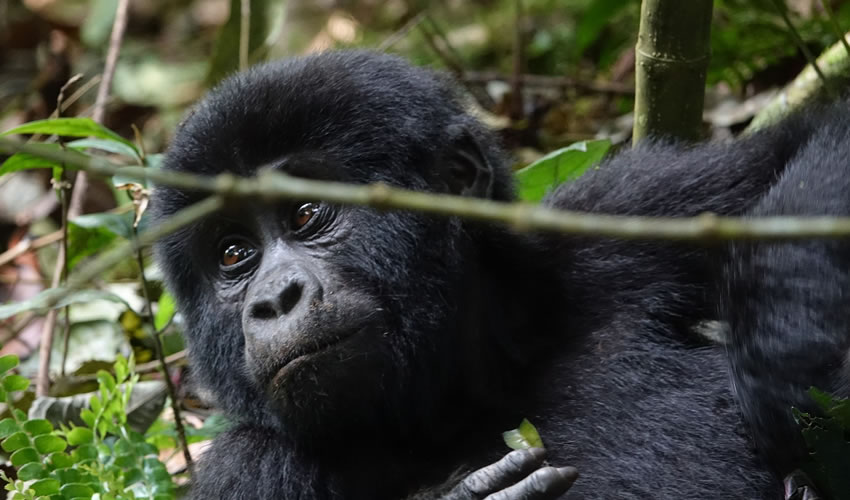 3 Days Uganda Gorilla Trekking Arriving and Departing via Kigali