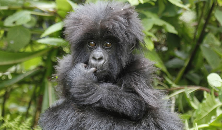 4 Days Bwindi Gorilla Trekking Safari