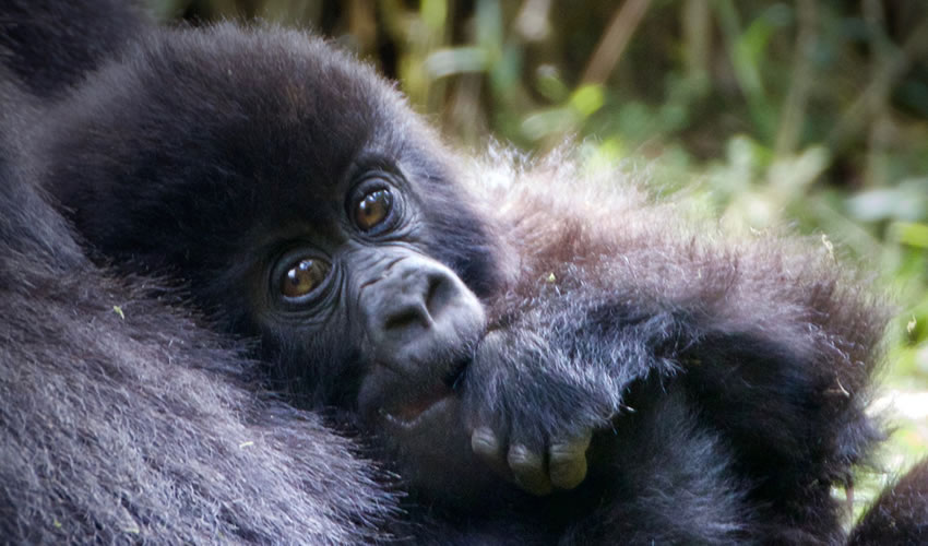 4 Days Bwindi Gorilla Trekking Safari