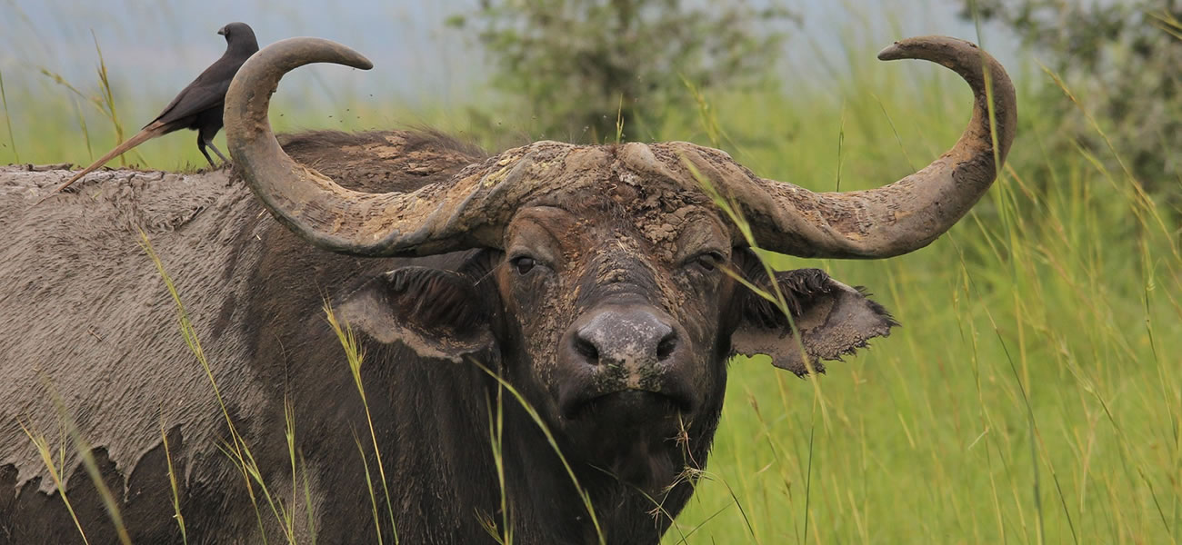 Uganda National Parks