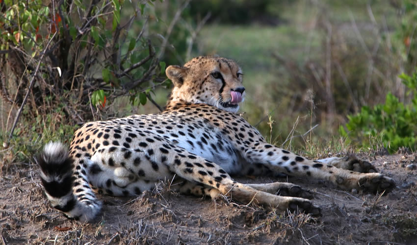 12 Days Best of Kenya Wildlife Safari