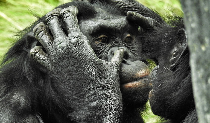2 Days Kalinzu Chimpanzee Tracking Safari