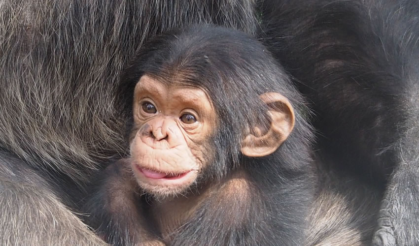 Chimpanzee Tracking In Kibale Forest National Park