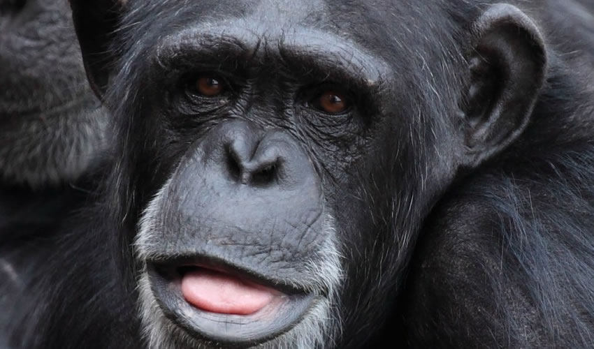 4 Days Chimpanzee Trekking and Gorilla Trekking Safari