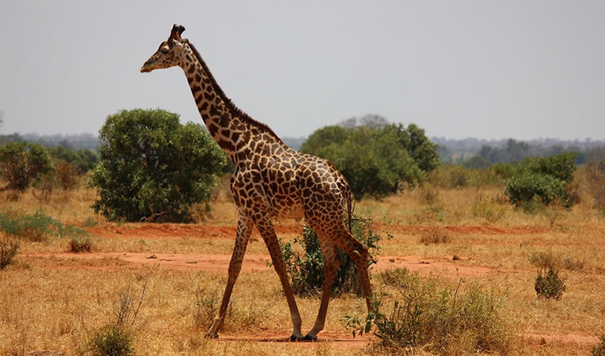 14 Days Around Uganda Wildlife Safari