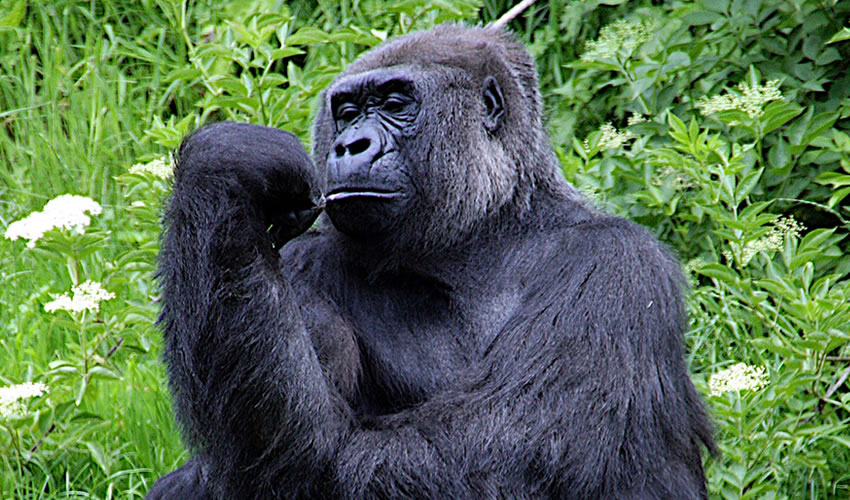 5 Days Bwindi Gorilla Trekking Safari