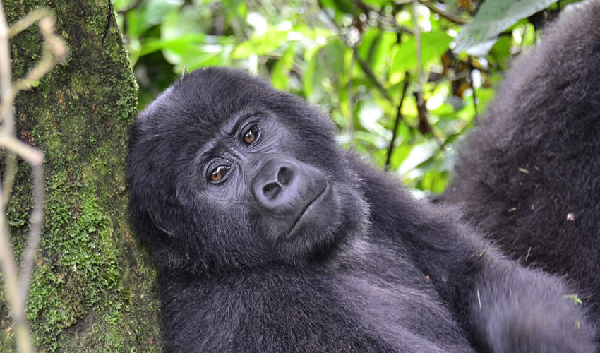 3 Days Bwindi Gorilla Trekking Safari