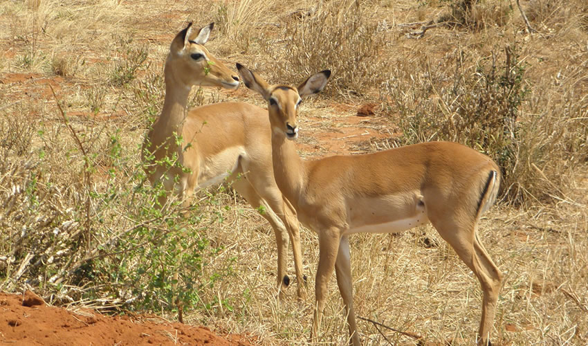 14 Days Kenya Wildlife Safari