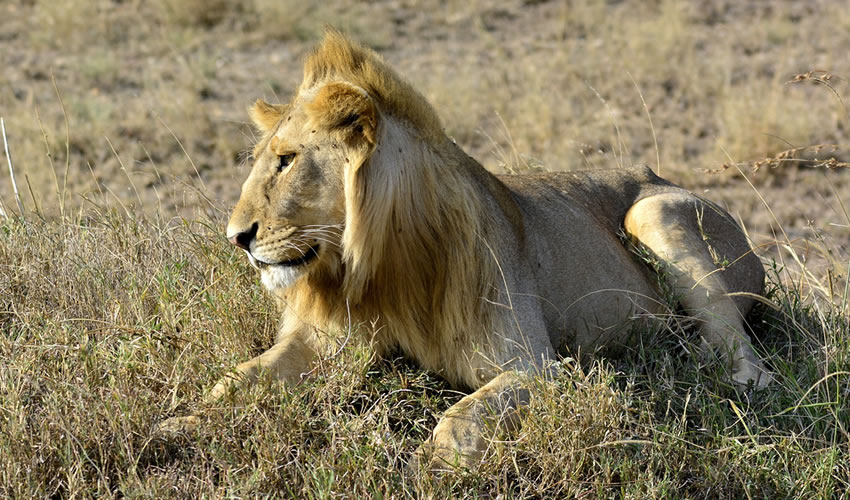 3 Days Masai Mara Safari Adventure