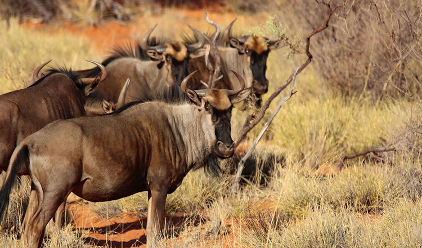 3 Days Safari to Masai Mara National Reserve