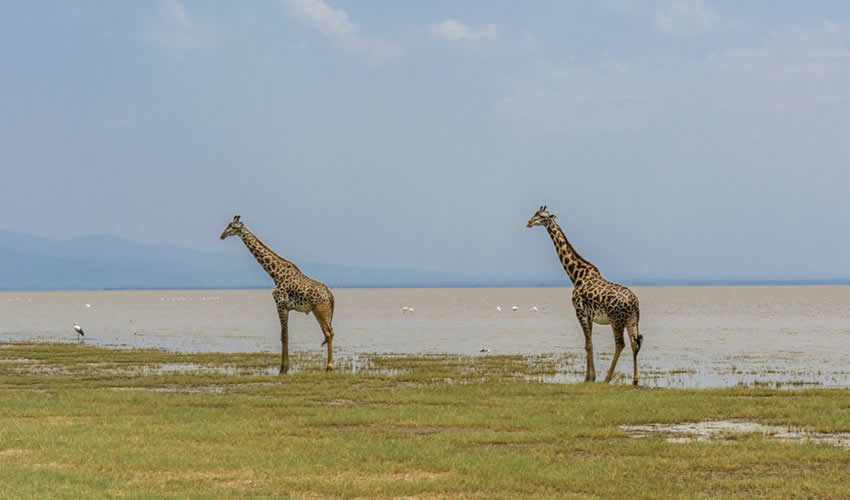 4 Days Ngorongoro Crater and Lake Manyara Safari
