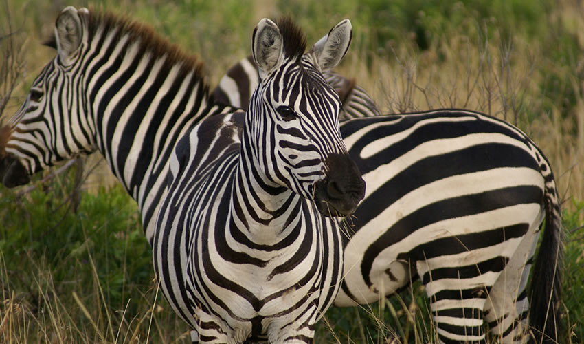 1 Day Lake Mburo National Park Safari