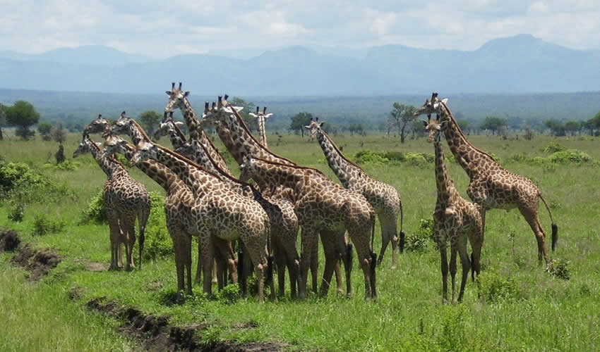 3 Days Mikumi National Park Safari