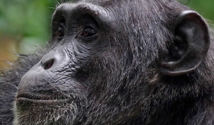 7 Days Rwanda Chimpanzee Trekking Safari