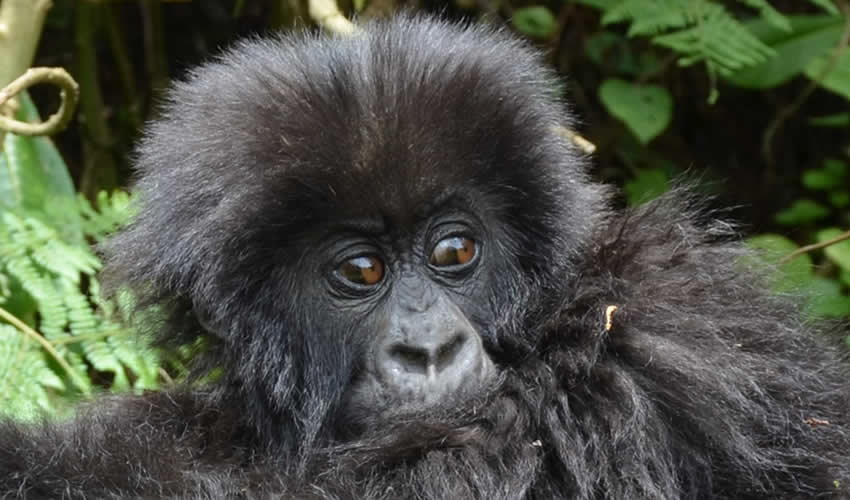 2 Days Rwanda Gorilla Trekking Safari