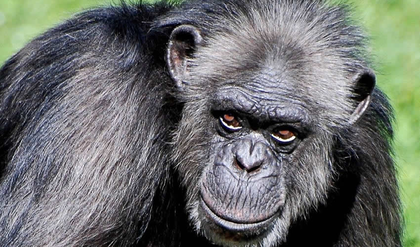 6 Days Nyungwe Chimpanzee and Bwindi Gorilla Trekking Safari