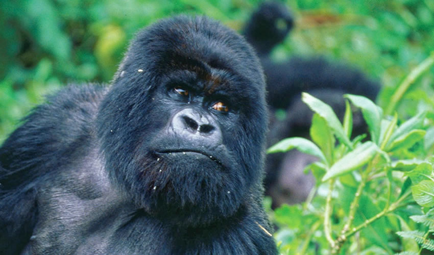 11 Days Uganda Rwanda Gorilla Trekking Safari