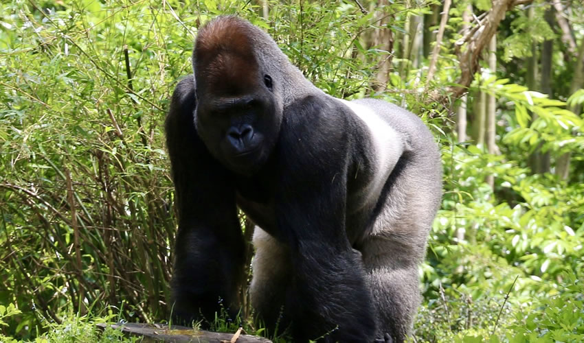 9 Days Uganda Chimpanzee and Gorilla Trekking Safari