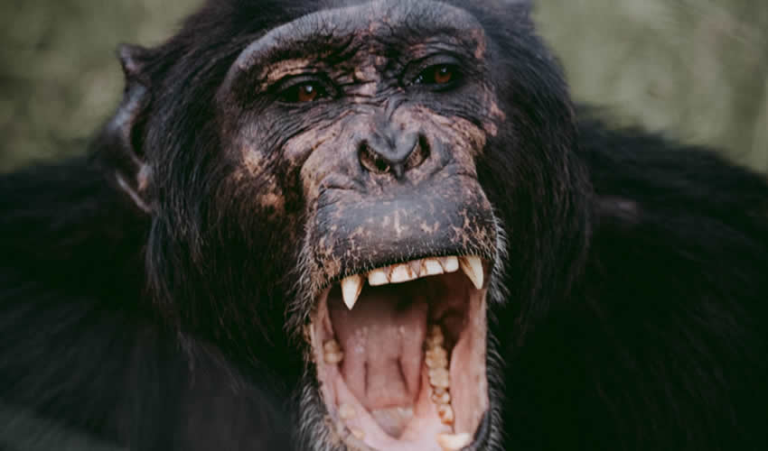 3 Days Nyungwe Forest Chimpanzee Trekking Tour