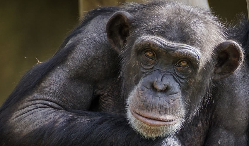 1 Day Chimpanzee Tracking at Budongo Forest