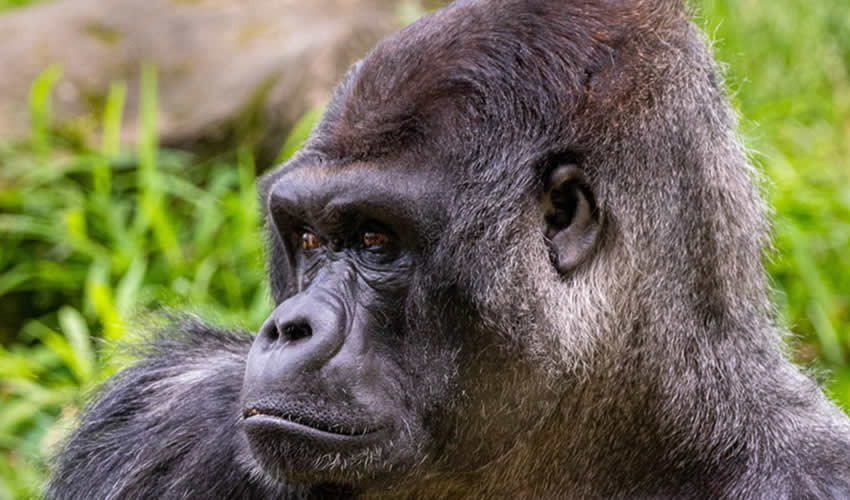 6 Days Rwanda Gorilla and Chimpanzee Trekking Safari