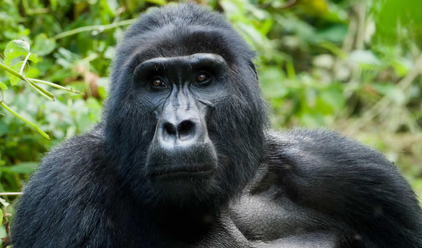 5 Days Gorilla Trekking Rwanda Safari