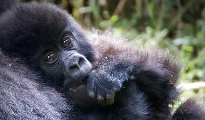 3 Days Rwanda Gorilla Trekking Safari