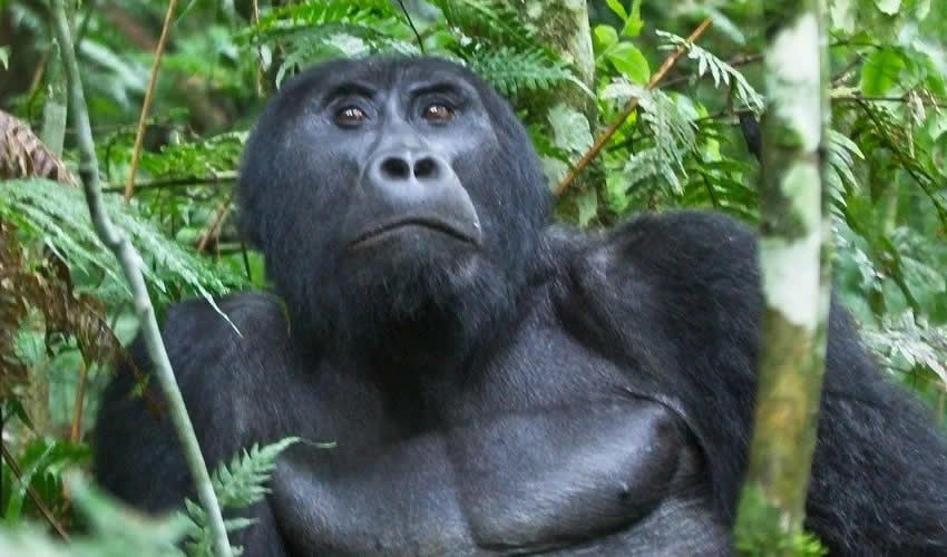 20 Days Best of Rwanda and Uganda Primate Safari