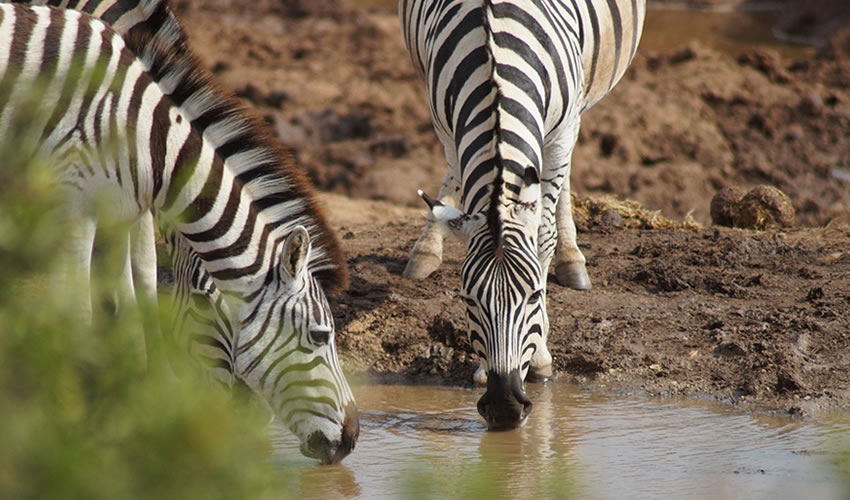 2 Days Lake Mburo National Park Tour