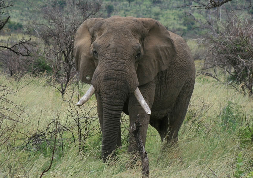 Akagera National Park