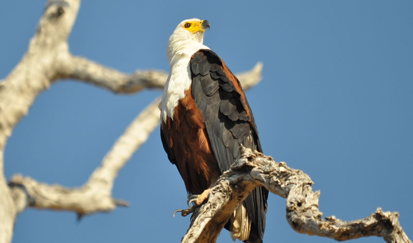 Bird Watching In Uganda