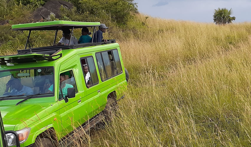 Wildlife Game Drives In Murchison Falls National Park