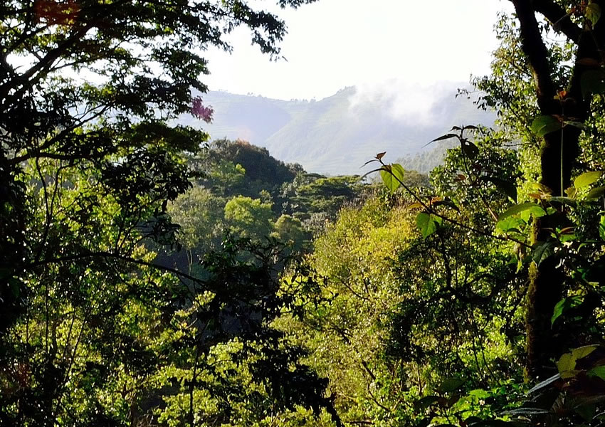 Gishwati Mukura National Park