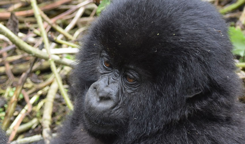 Gorilla Trekking In Volcanoes National Park