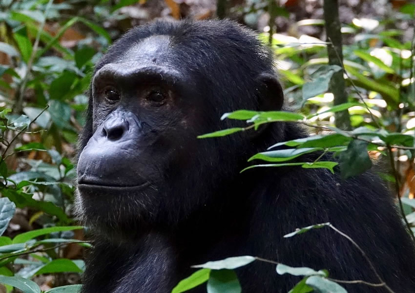 Kibale Forest National Park