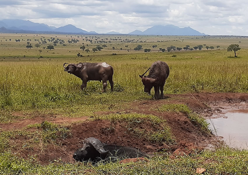 Kidepo Valley National Park