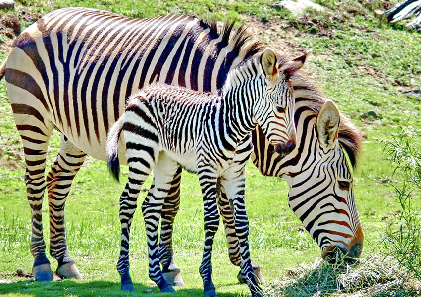 Lake Mburo National Park