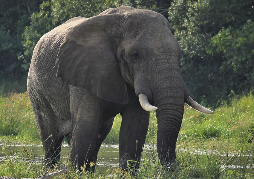 Queen Elizabeth National Park