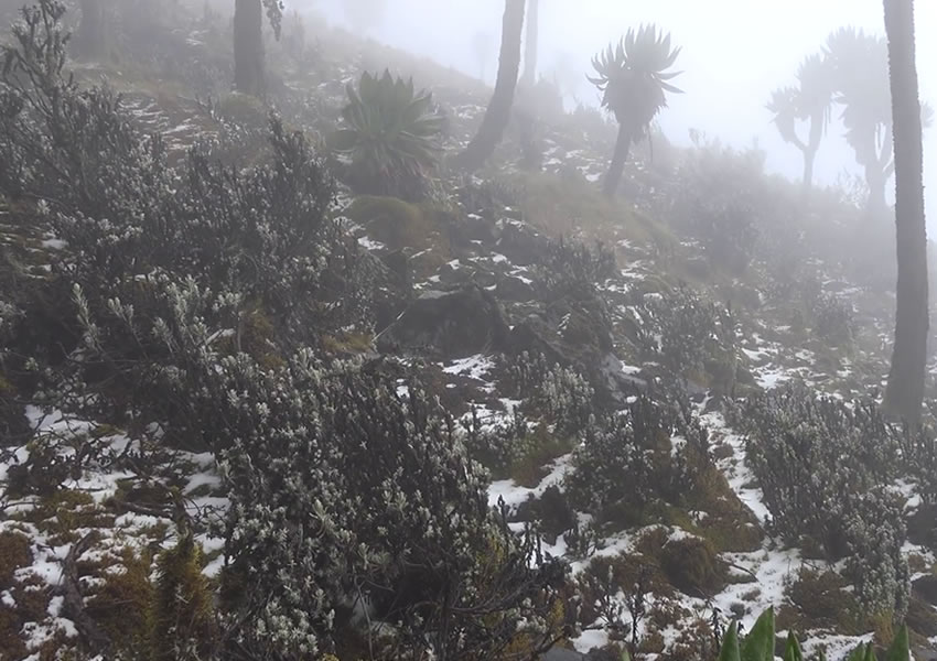 Mountain Rwenzori National Park